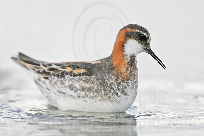 _MG_6655 Red-necked Phalarope.jpg