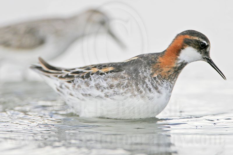 _MG_6668 Red-necked Phalarope.jpg