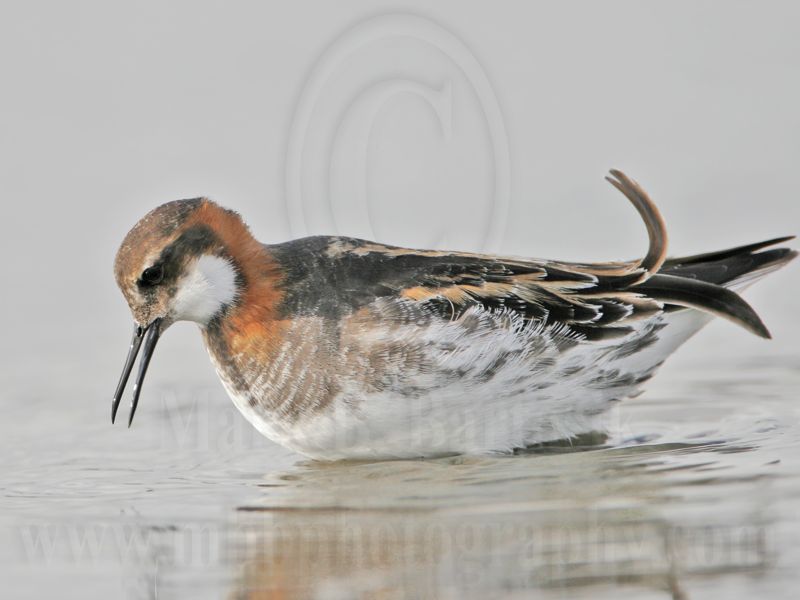 _MG_6692 Red-necked Phalarope.jpg