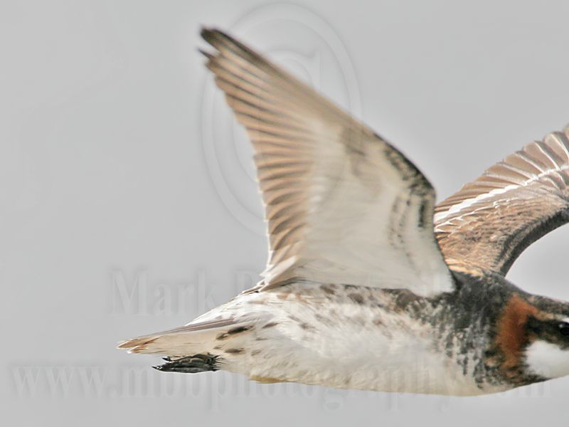 _MG_6705 Red-necked Phalarope.jpg