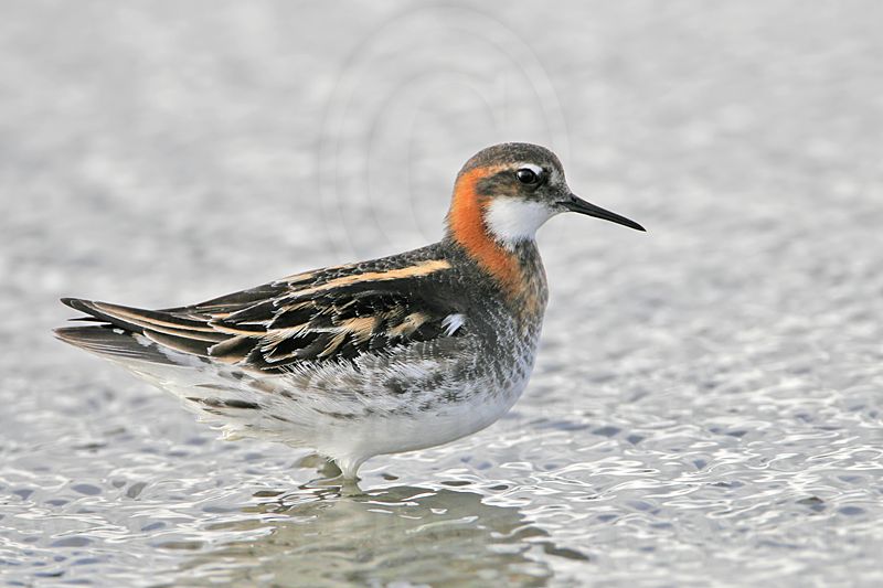 _MG_6739 Red-necked Phalarope.jpg