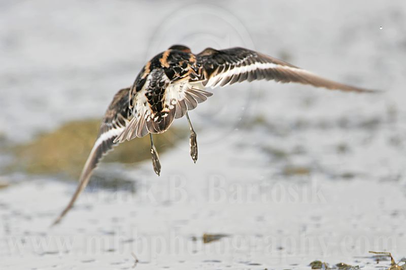 _MG_6767 Red-necked Phalarope.jpg