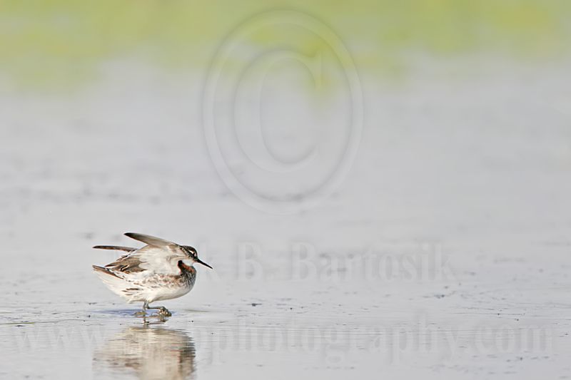 _MG_6774 Red-necked Phalarope.jpg