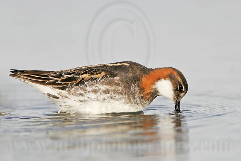 _MG_6832 Red-necked Phalarope.jpg