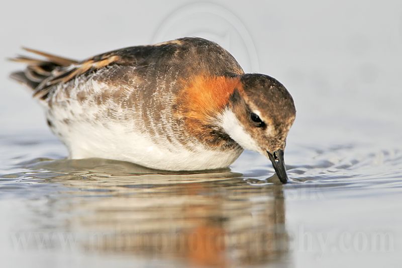_MG_6863 Red-necked Phalarope.jpg