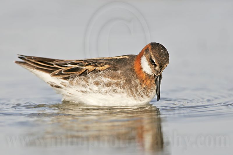 _MG_6864 Red-necked Phalarope.jpg