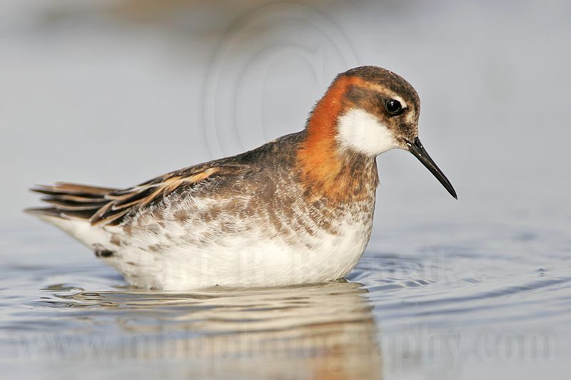 _MG_6865 Red-necked Phalarope.jpg