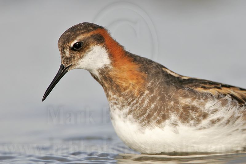 _MG_6867 Red-necked Phalarope.jpg