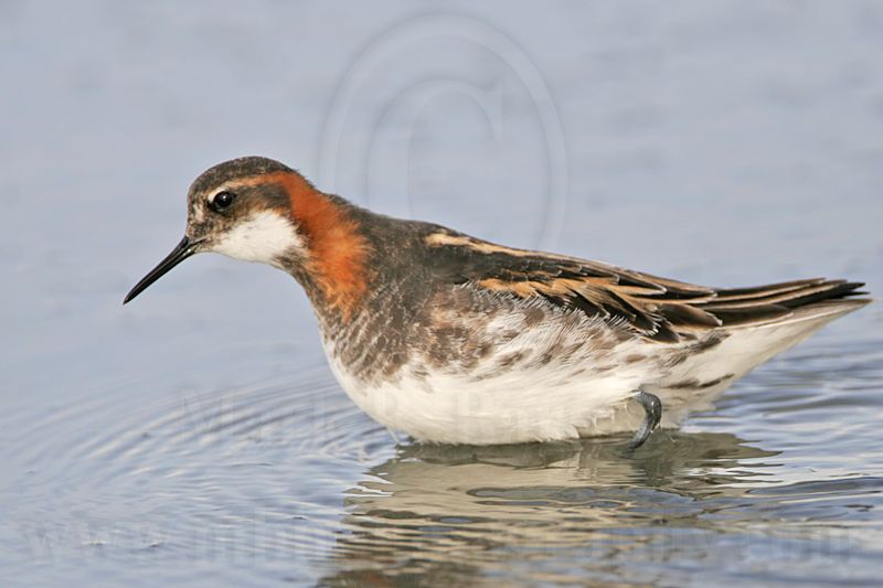 _MG_6884 Red-necked Phalarope.jpg