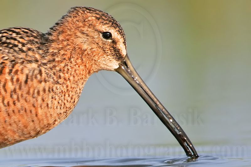 _MG_0201crop Long-billed Dowitcher.jpg