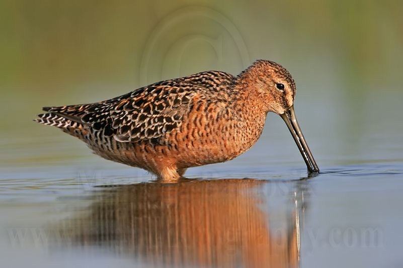 _MG_0202 Long-billed Dowitcher.jpg