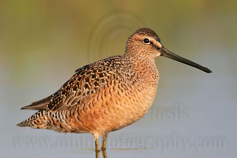 _MG_0636 Long-billed Dowitcher.jpg