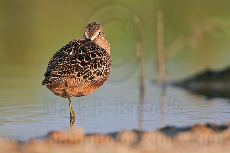 _MG_0641 Long-billed Dowitcher.jpg