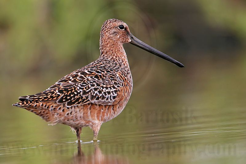_MG_6292 Long-billed Dowitcher.jpg