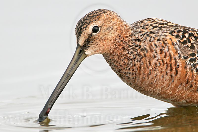 _MG_6619crop Long-billed Dowitcher.jpg