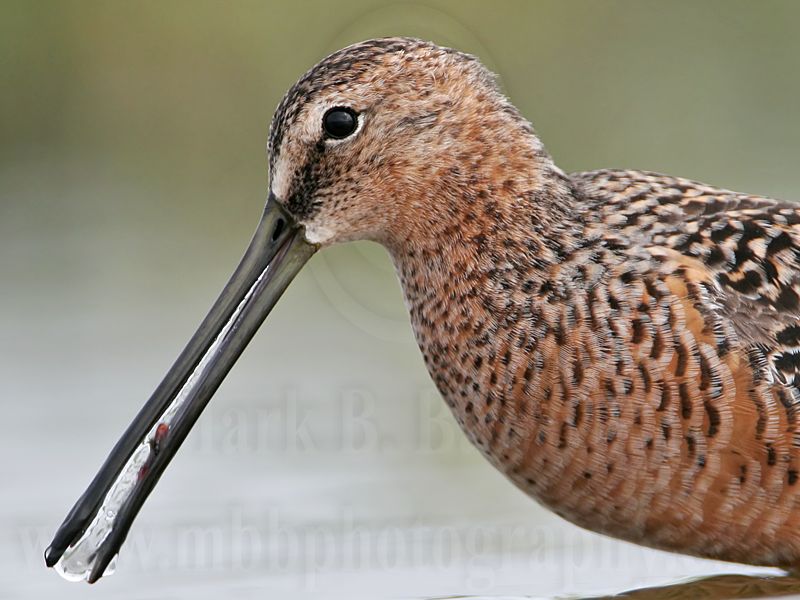 _MG_6678 Long-billed Dowitcher.jpg