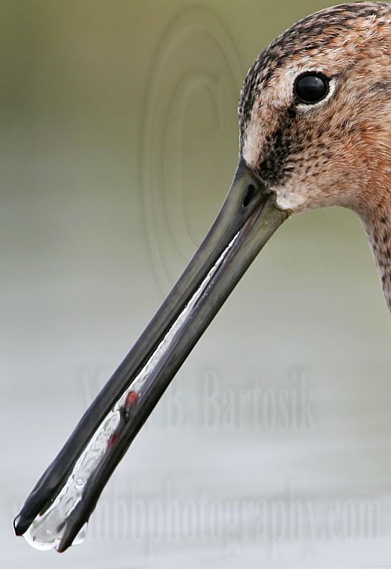 _MG_6678crop Long-billed Dowitcher.jpg