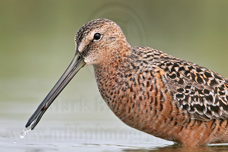 _MG_6756 Long-billed Dowitcher.jpg
