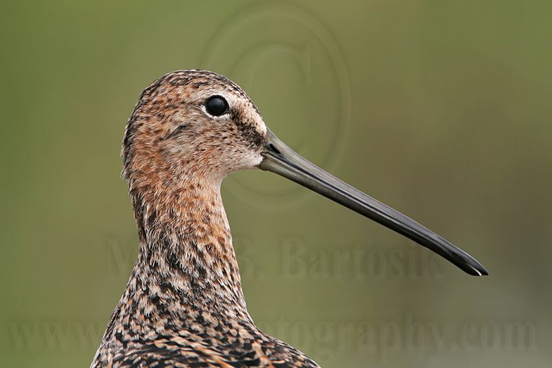 _MG_6805 Long-billed Dowitcher.jpg
