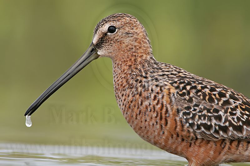 _MG_6837 Long-billed Dowitcher.jpg