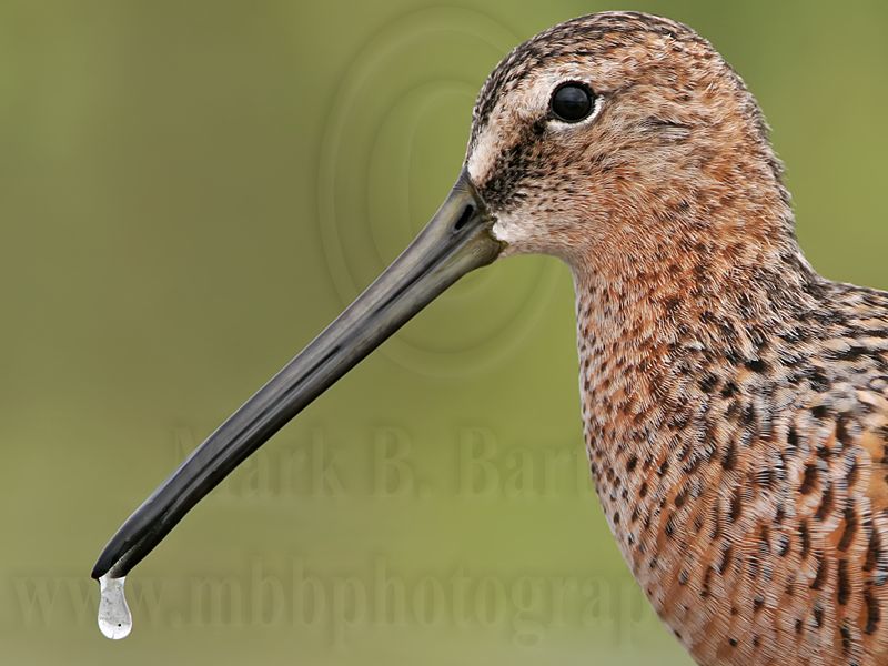 _MG_6837crop1 Long-billed Dowitcher.jpg