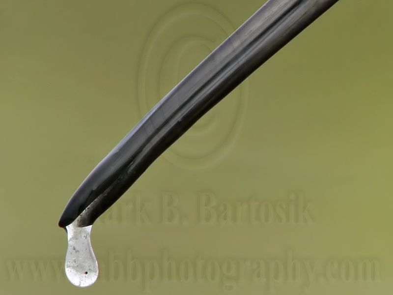 _MG_6837crop3 Long-billed Dowitcher.jpg