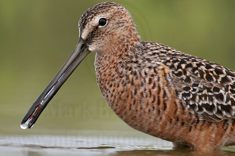 _MG_6847 Long-billed Dowitcher.jpg