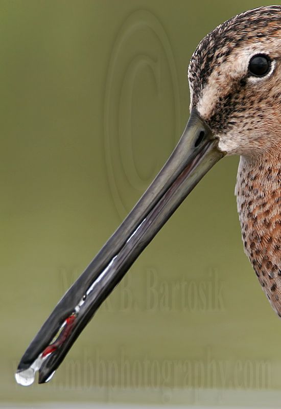 _MG_6847crop Long-billed Dowitcher.jpg