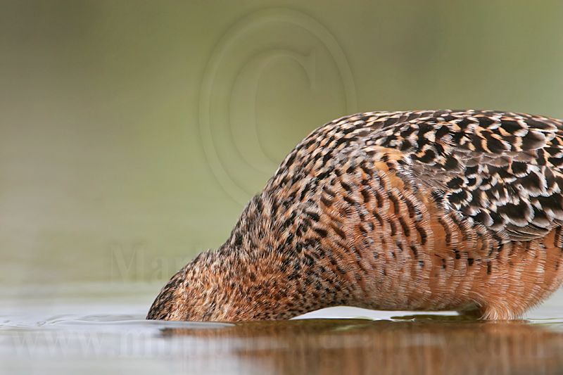 _MG_6907 Long-billed Dowitcher.jpg
