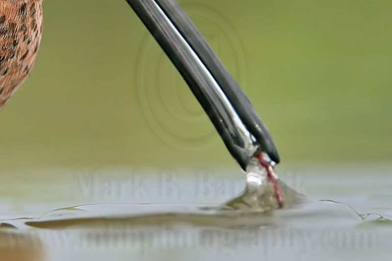 _MG_6954 Long-billed Dowitcher.jpg
