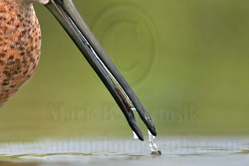 _MG_6964 Long-billed Dowitcher.jpg