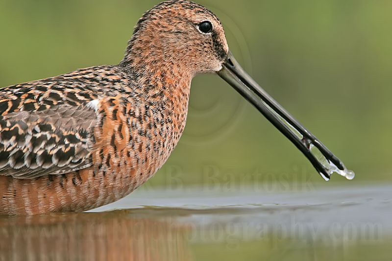 _MG_6979 Long-billed Dowitcher.jpg