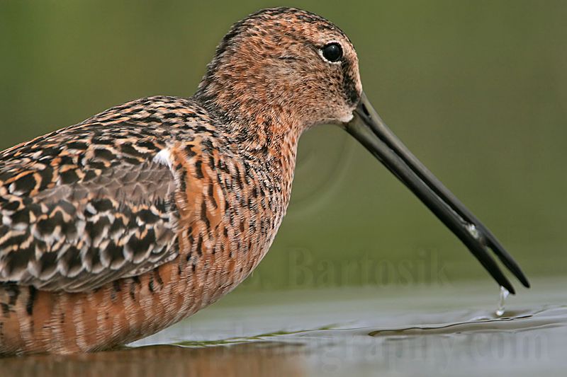 _MG_6992 Long-billed Dowitcher.jpg