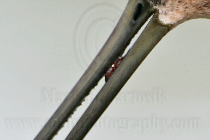 _MG_7076crop Long-billed Dowitcher.jpg