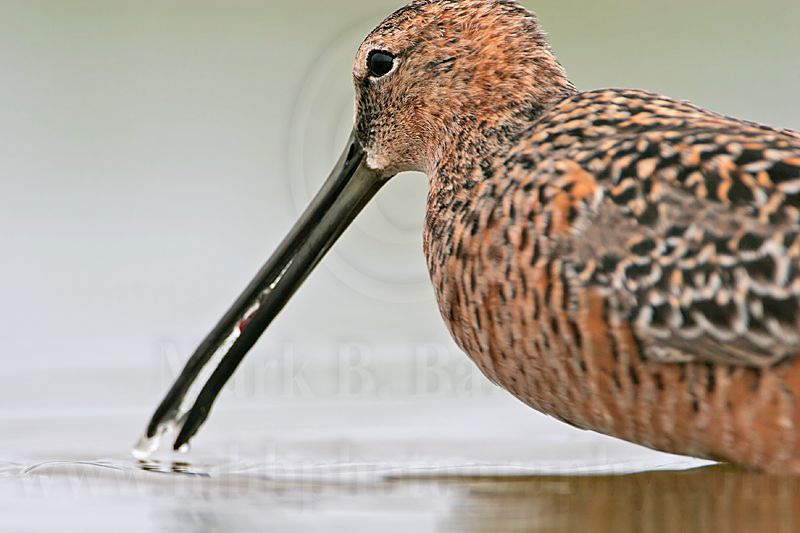 _MG_7080 Long-billed Dowitcher.jpg