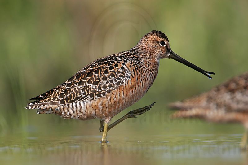 _MG_8598 Long-billed Dowitcher.jpg