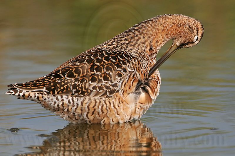 _MG_8754 Long-billed Dowitcher.jpg