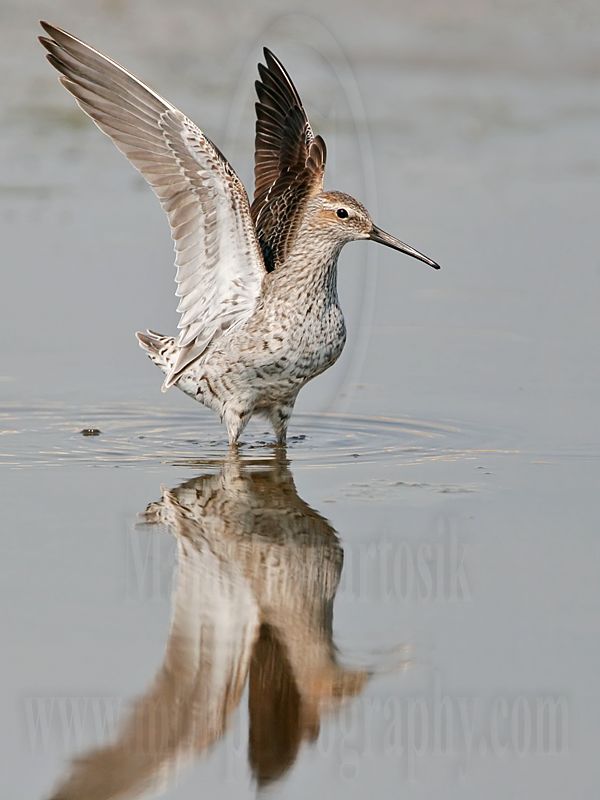 _MG_6641 Stilt Sandpiper.jpg
