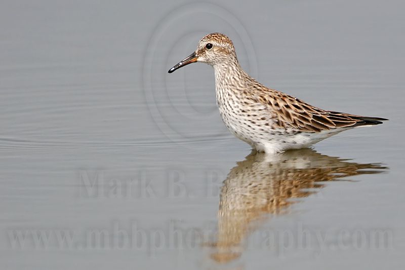 _MG_6777 White-Rumped Sandpiper.jpg