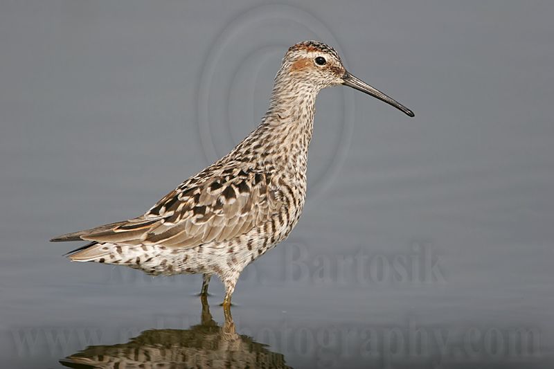 _MG_8922 Stilt Sandpiper.jpg