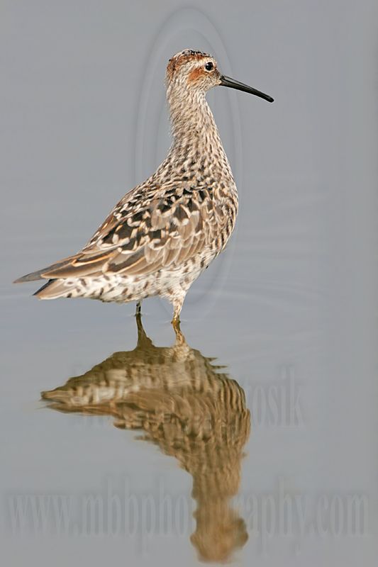 _MG_8930 Stilt Sandpiper.jpg