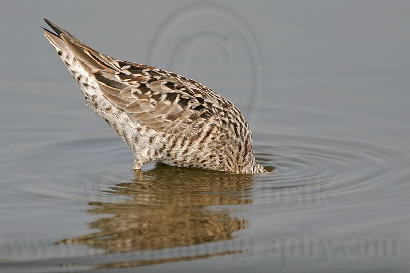 _MG_8963 Stilt Sandpiper.jpg
