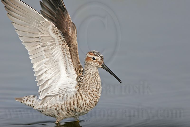 _MG_8974 Stilt Sandpiper.jpg