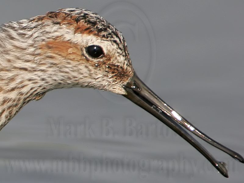 _MG_8978 Stilt Sandpiper.jpg
