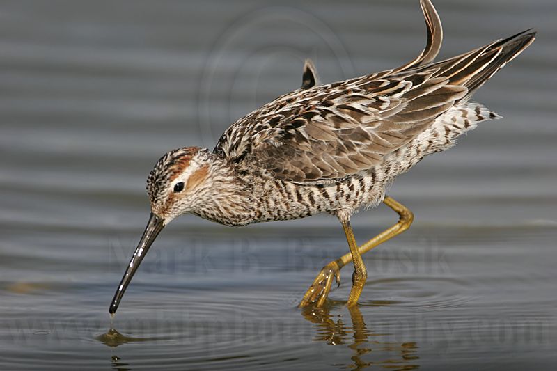 _MG_9005 Stilt Sandpiper00.jpg