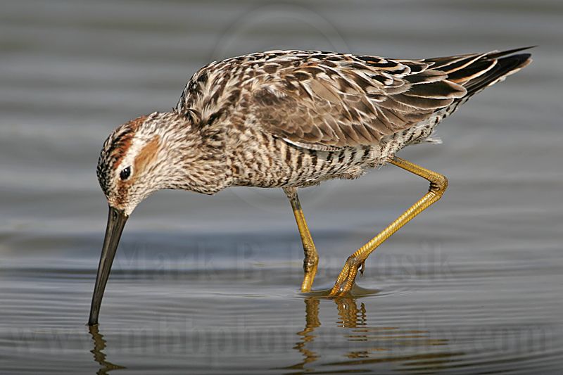 _MG_9007 Stilt Sandpiper.jpg