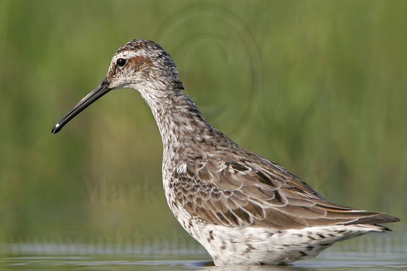 _MG_9623 Stilt Sandpiper.jpg
