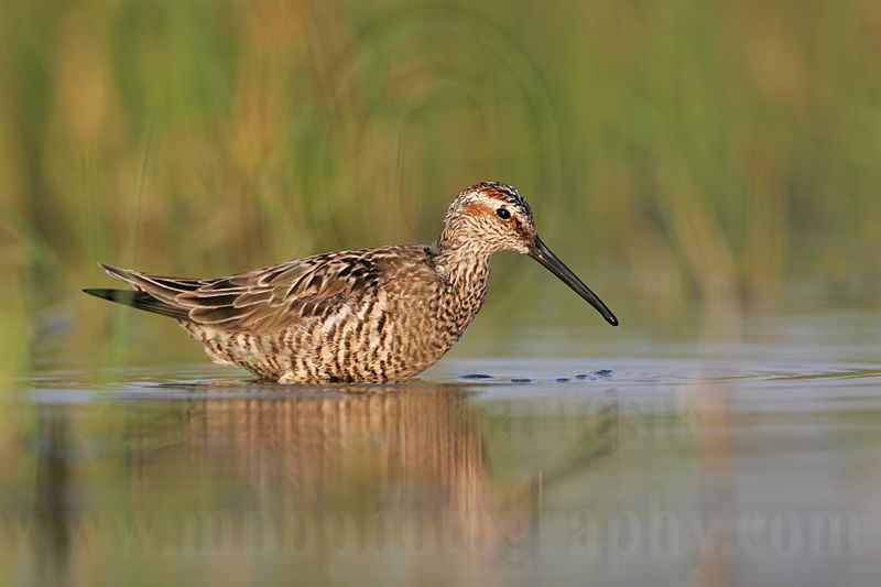 _MG_9931 Stilt Sandpiper.jpg