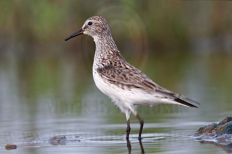 _MG_0120 White-rumped Sandpiper.jpg