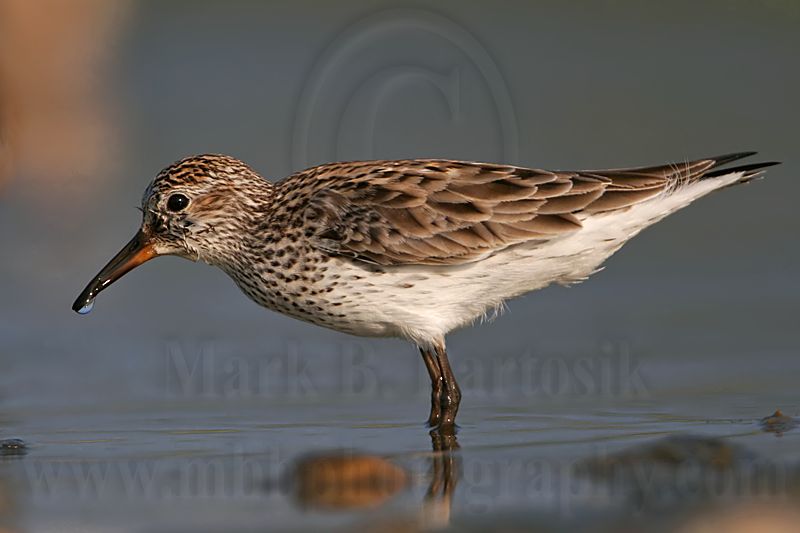 _MG_0241 White-rumped Sandpiper.jpg